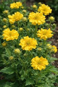 Lady Stratheden Blumensamen zur Aussaat hochwertige Qualitäts- Traditionssorte & ohne Gentechnik Samen Hausgarten