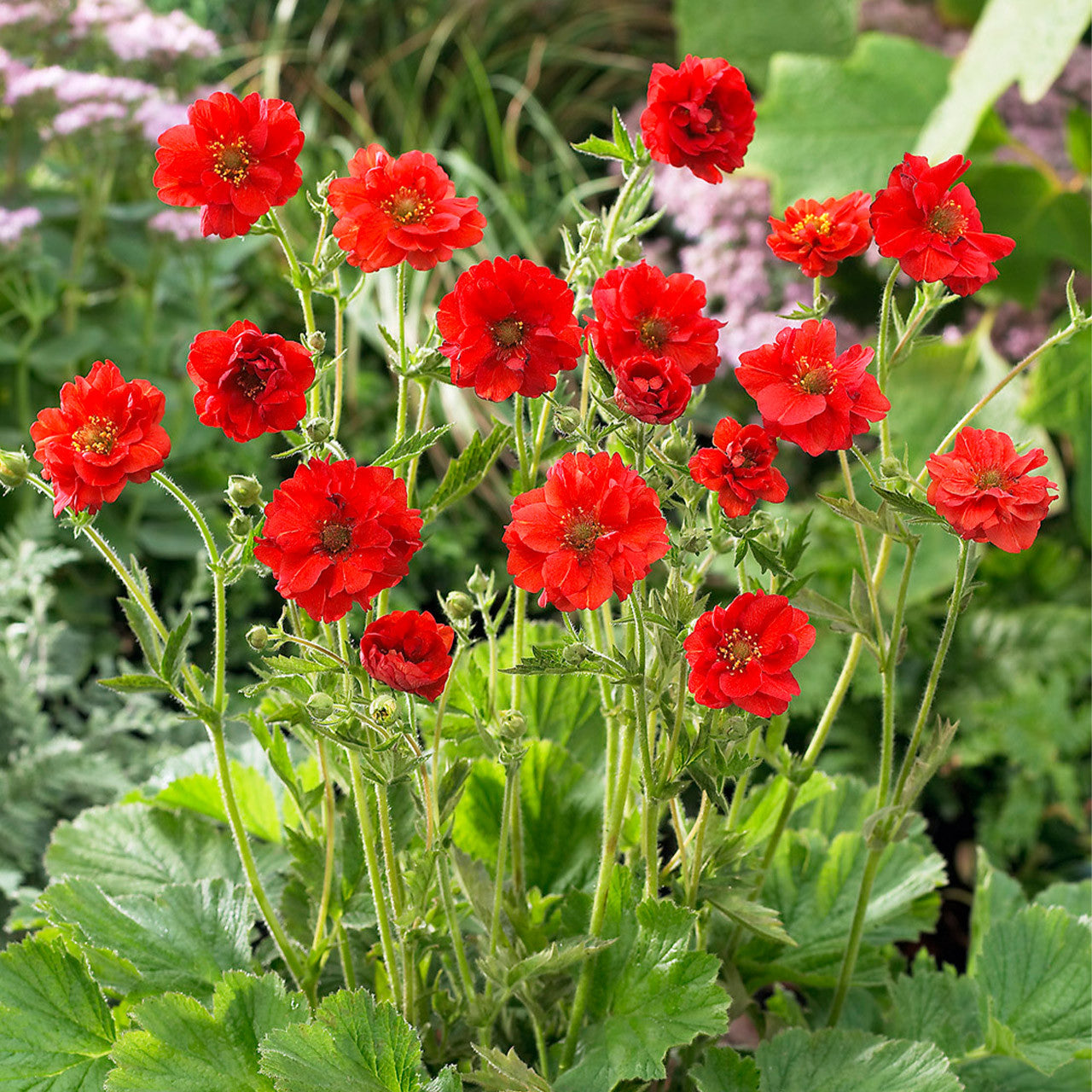 Rot Bradshaw Blumensamen zur Aussaat – Anzucht – Traditionssorte & ohne Gentechnik Samen Hausgarten