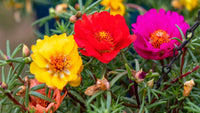 Traditionssorte Portulaca Blumensamen zur Aussaat sonnenliebend Traditionssorte & ohne Gentechnik Samen Hausgarten