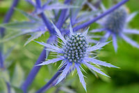 Blau Eryginum Blumensamen zur Aussaat lang Blüte Saison Traditionssorte & ohne Gentechnik Samen Hausgarten
