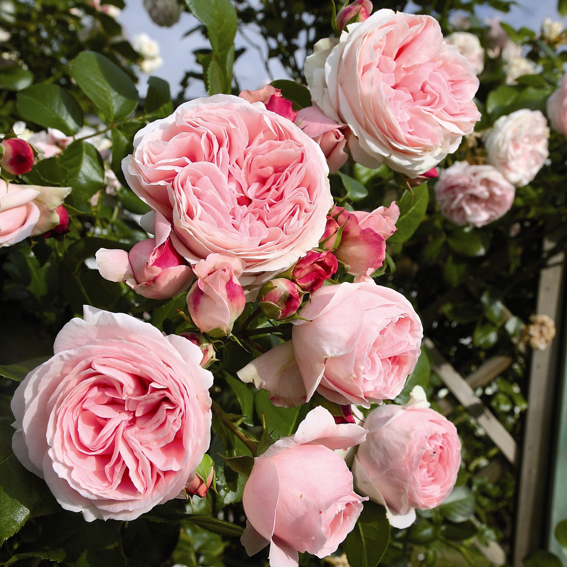 Grün Rosa Rose Traditionssorte Blumensamen zur Aussaat – leuchtend Blüten – Traditionssorte & ohne Gentechnik Samen Hausgarten