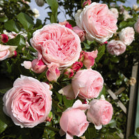 Grün Rosa Rose Traditionssorte Blumensamen zur Aussaat – leuchtend Blüten – Traditionssorte & ohne Gentechnik Samen Hausgarten