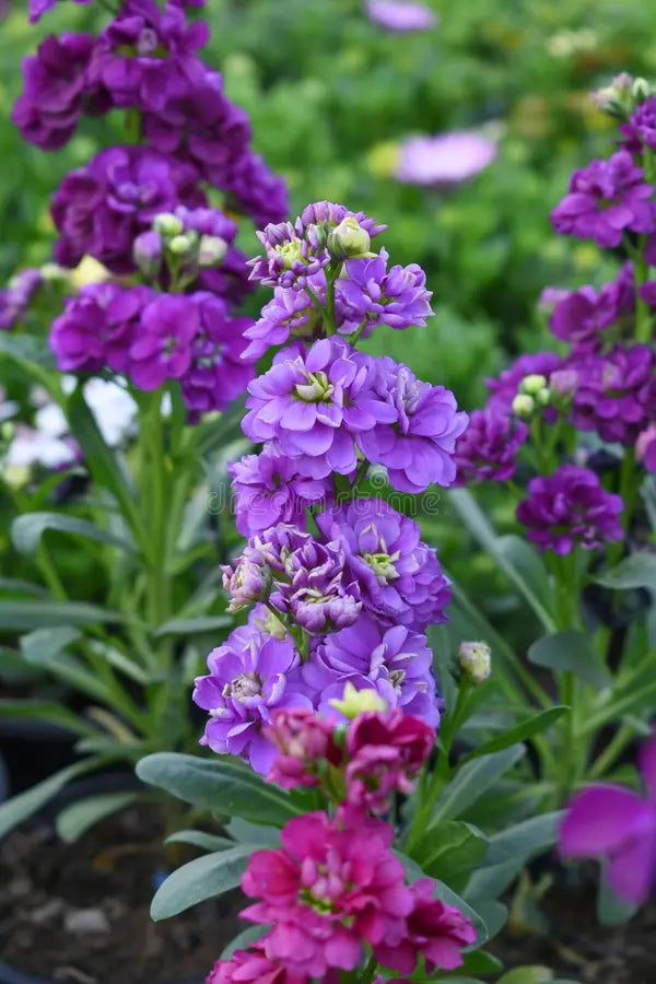 Blau gillyflower flowering samen for gardens