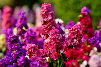 Blau gillyflower garten samen for outdoor anpflanzung