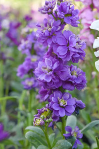 Non gmo blau gillyflower samen