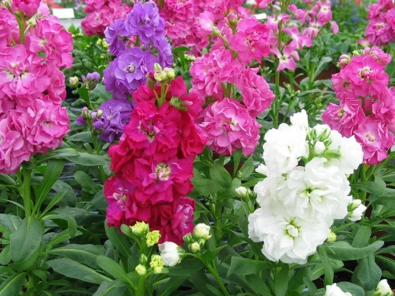Blau gillyflower samen for anpflanzung