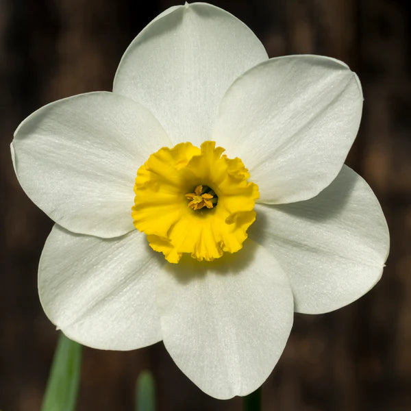Narzisse Blumensamen – Weiß und Orange zur Aussaat
