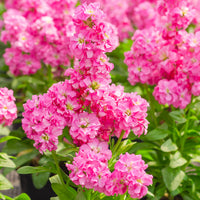 klein Rosa Levkoje Incana Samen Blumensamen zur Aussaat hochwertige Qualitäts- Traditionssorte & ohne Gentechnik Samen Hausgarten