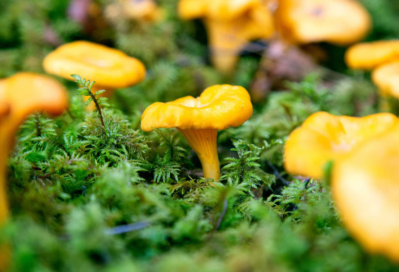 Girolle Pilz Samen zum Pflanzen  Premium Gemüsesamen