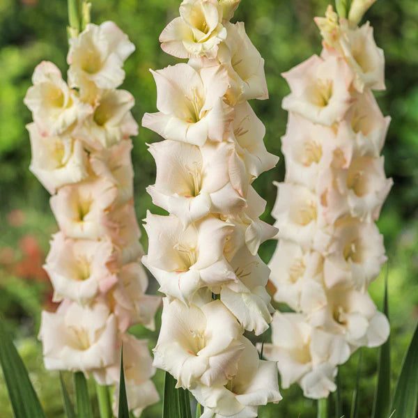 Creme Gladiole Blumensamen zur Aussaat duftend Blüten Traditionssorte & ohne Gentechnik Samen Hausgarten
