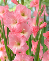 Baby rosa gladiolus bloom samen for outdoor gardens