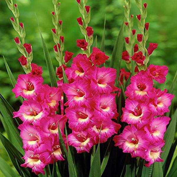 Non gmo baby rosa gladiolus samen for gardening
