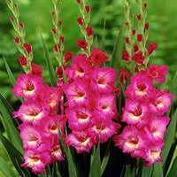 Non gmo baby rosa gladiolus samen for gardening