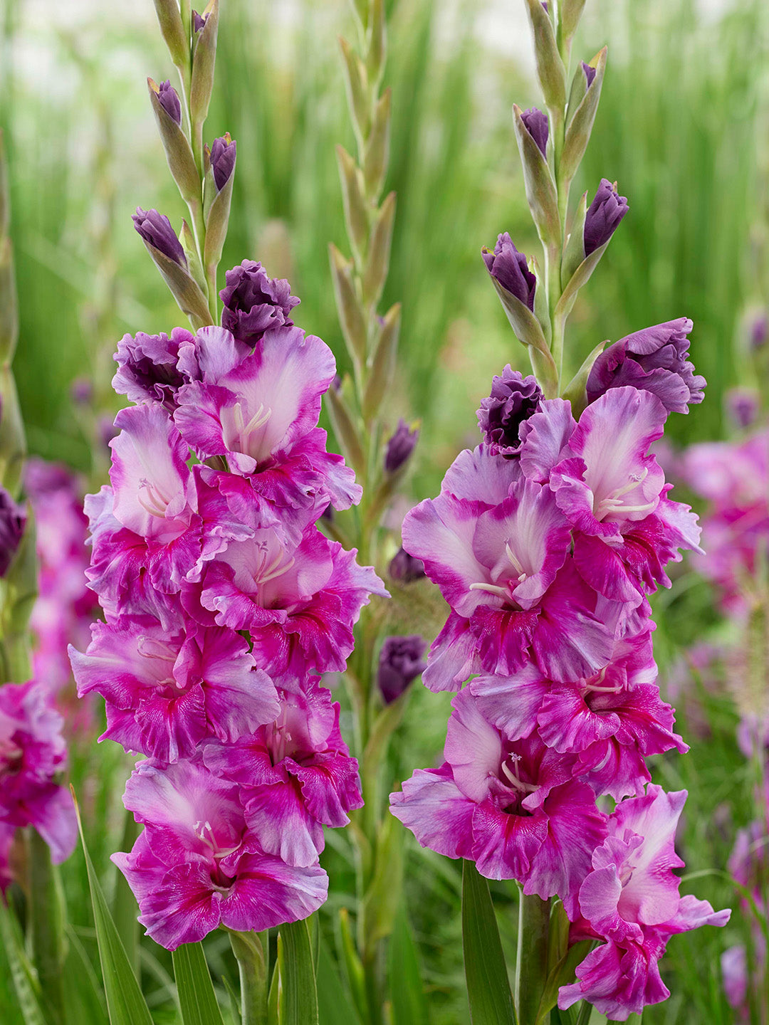 Gladiole mic Blume Samen zur Aussaat leuchtend Garten Blüten