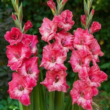 Baby rosa gladiolus samen for anpflanzung