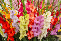 Gladiolus (gladiolus blume) samen for anpflanzung in home garten