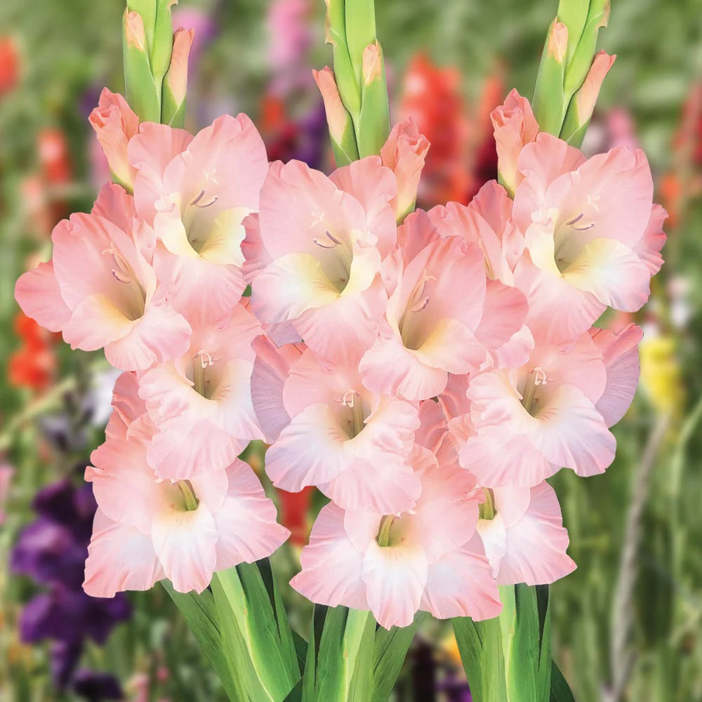 Pfirsichfarben Gladiole Blumensamen zur Aussaat – Schnitt Blume beliebt – Traditionssorte & ohne Gentechnik Samen Hausgarten