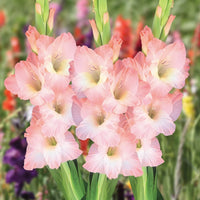 Pfirsichfarben Gladiole Blumensamen zur Aussaat – Schnitt Blume beliebt – Traditionssorte & ohne Gentechnik Samen Hausgarten