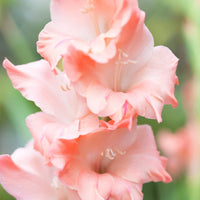 Pfirsichfarben Gladiole Blumensamen zur Aussaat – Schnitt Blume beliebt – Traditionssorte & ohne Gentechnik Samen Hausgarten