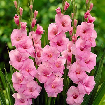 klein Rosa Rot Gladiole Blumensamen zur Aussaat lang Blüte Saison Traditionssorte & ohne Gentechnik Samen Hausgarten