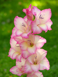 Weiß Rosa mehrjährig Gladiole Blumensamen zur Aussaat – pflegeleicht – Traditionssorte & ohne Gentechnik Samen Hausgarten