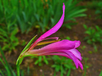 Gladiole Italicus Blumensamen zur Aussaat Garten beliebt Traditionssorte & ohne Gentechnik Samen Hausgarten