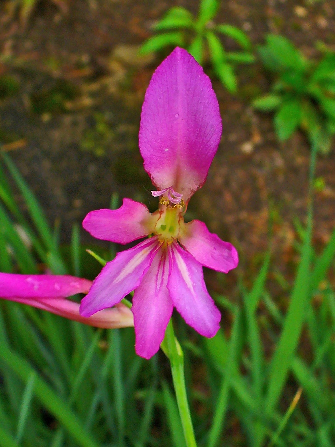 Gladiole Italicus Blumensamen zur Aussaat Garten beliebt Traditionssorte & ohne Gentechnik Samen Hausgarten