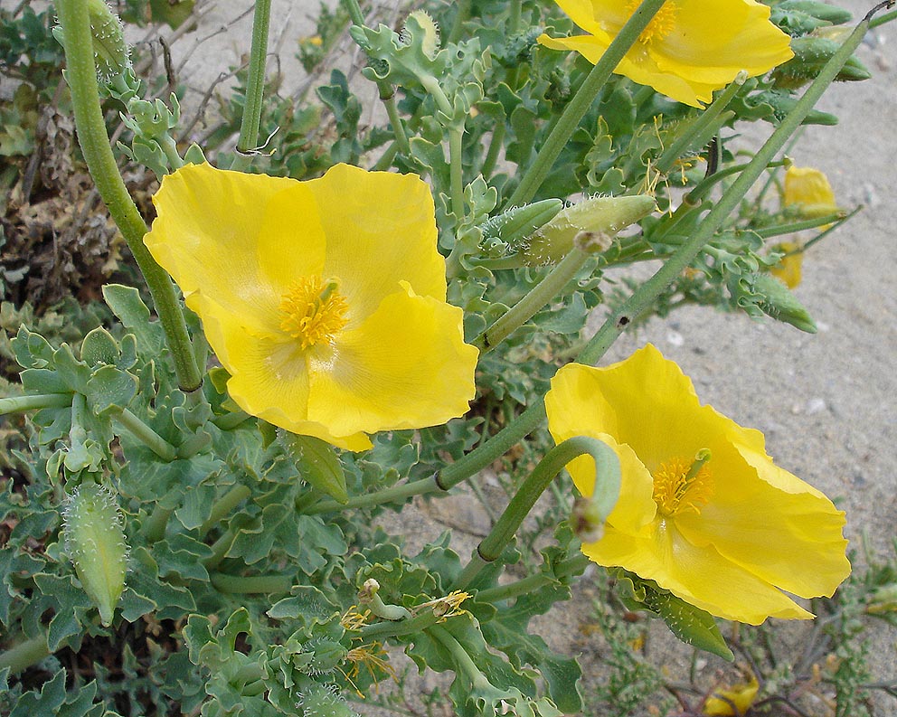 Glaucium Flavum Blumensamen zur Aussaat saisonal Dauerblüher Traditionssorte & ohne Gentechnik Samen Hausgarten