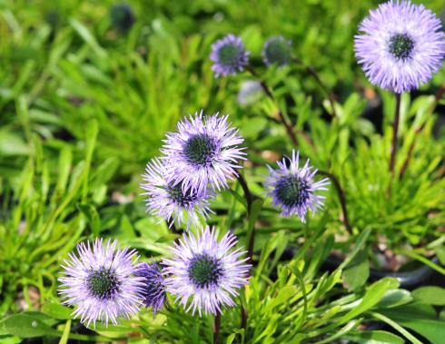 Globularia Blumensamen zur Aussaat sonnenliebend Traditionssorte & ohne Gentechnik Samen Hausgarten