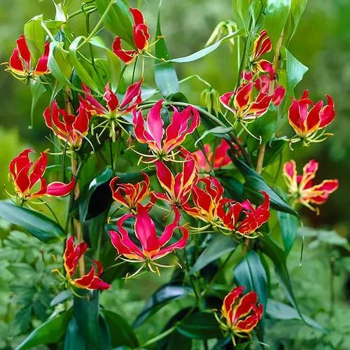 Rot Gelb Gloriosa Rothschildiana Blumensamen