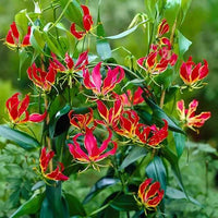 Rot Gelb Gloriosa Rothschildiana Blumensamen
