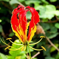 Ornamental rot gloriosa superba samen for landscapes