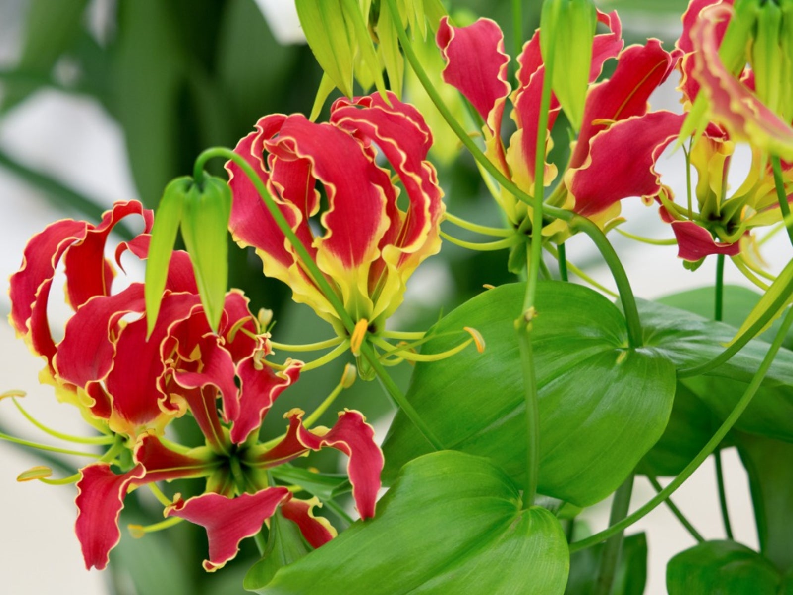 Rot gloriosa superba flowering samen for gardens