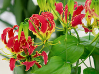 Rot gloriosa superba flowering samen for gardens