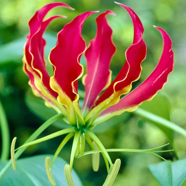 Gloriosa Blumensamen zur Aussaat – Halbschatten verträglich – Traditionssorte & ohne Gentechnik Samen Hausgarten