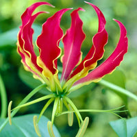 Gloriosa Blumensamen zur Aussaat – Halbschatten verträglich – Traditionssorte & ohne Gentechnik Samen Hausgarten
