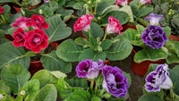 Mischung Gloxinie Blumensamen zur Aussaat kompakt Wuchs Traditionssorte & ohne Gentechnik Samen Hausgarten