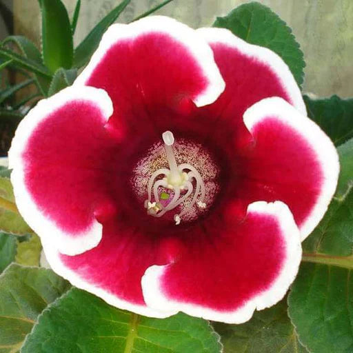 Indoor weiß gloxinia blume samen