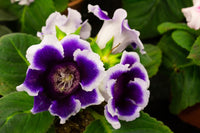 Lila Sinningia Gloxinie Blumensamen zur Aussaat – ideal Rabatten – Traditionssorte & ohne Gentechnik Samen Hausgarten