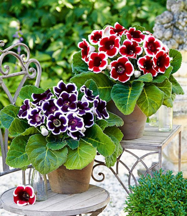 Non gmo weiß gloxinia anpflanzung samen