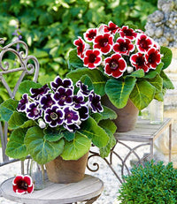 Non gmo weiß gloxinia anpflanzung samen
