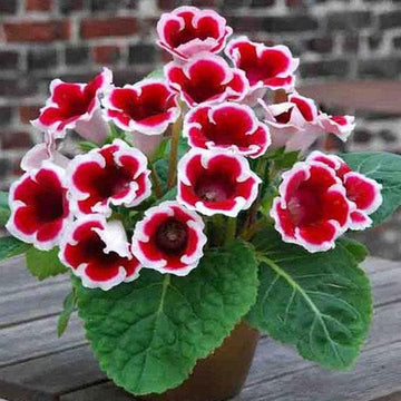Weiß gloxinia samen for anpflanzung