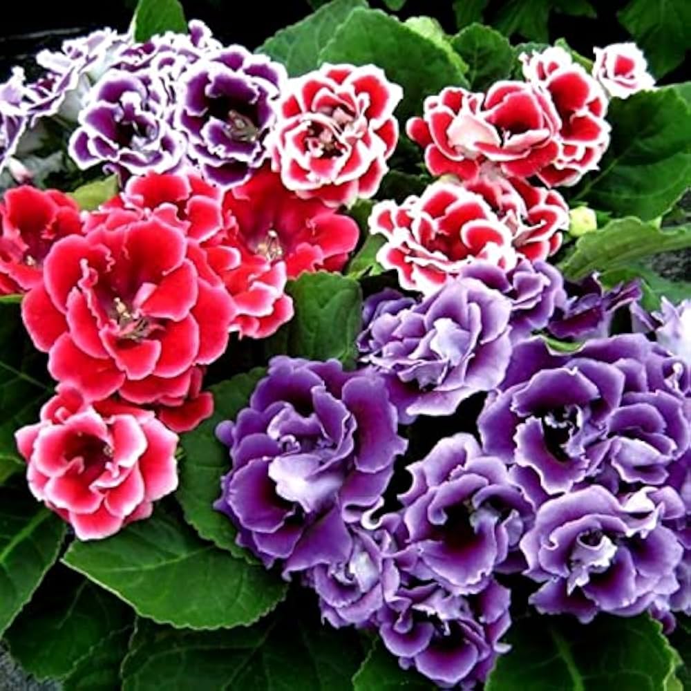 Weiß gloxinia samen for bonsai töpfen