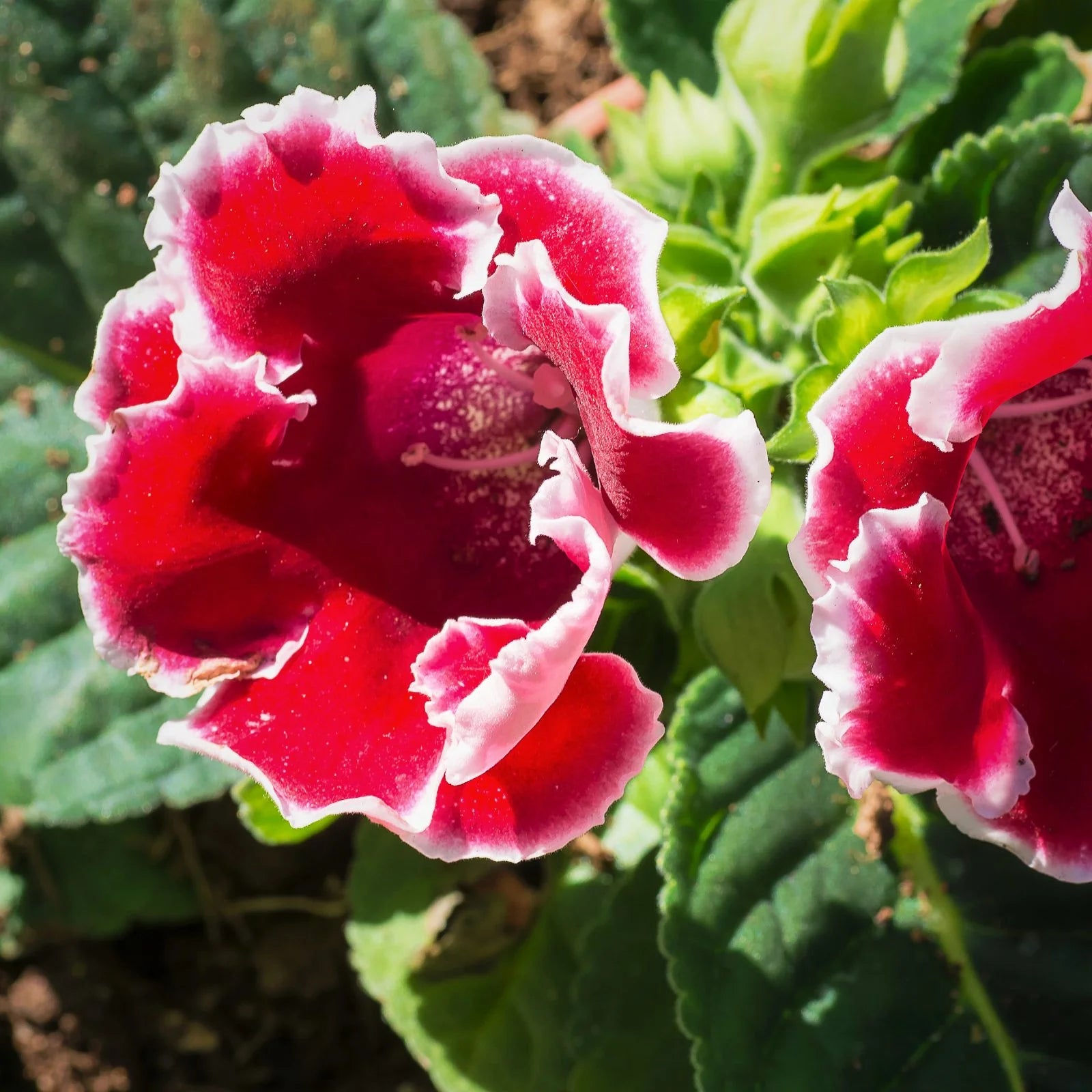 Rot & Weiß Gloxinie Blumensamen zur Aussaat – Bestäuber freundlich – Traditionssorte & ohne Gentechnik Samen Hausgarten