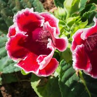 Rot & Weiß Gloxinie Blumensamen zur Aussaat – Bestäuber freundlich – Traditionssorte & ohne Gentechnik Samen Hausgarten