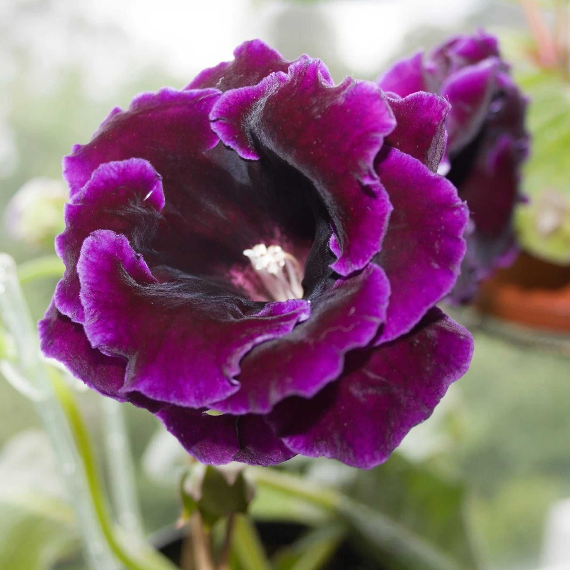 Violett Gloxinie Blumensamen zur Aussaat Wildblume Mischung Traditionssorte & ohne Gentechnik Samen Hausgarten