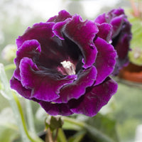 Violett Gloxinie Blumensamen zur Aussaat Wildblume Mischung Traditionssorte & ohne Gentechnik Samen Hausgarten
