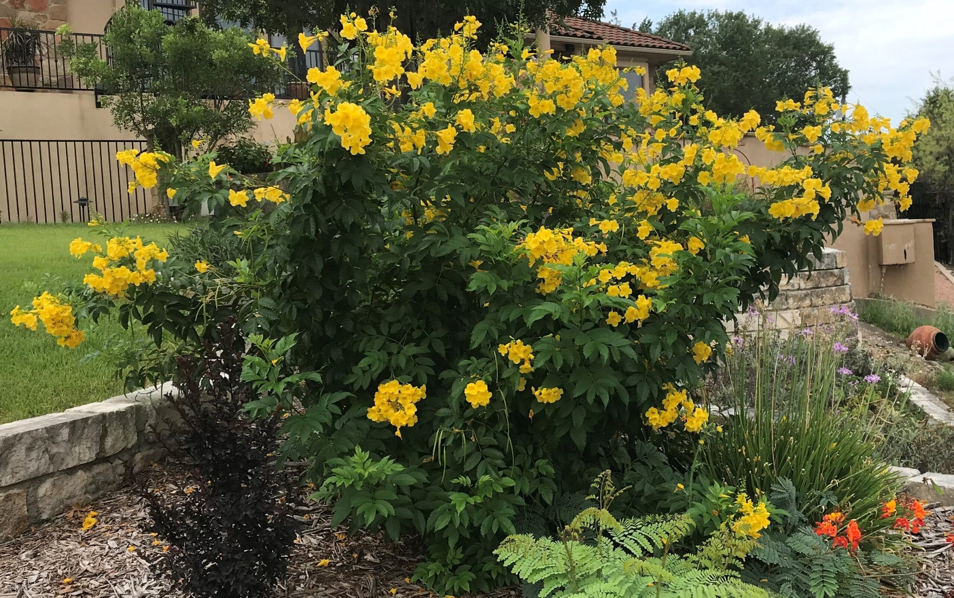 Esperanza Blumensamen zur Aussaat Wildblume Mischung Traditionssorte & ohne Gentechnik Samen Hausgarten