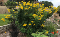 Esperanza Blumensamen zur Aussaat Wildblume Mischung Traditionssorte & ohne Gentechnik Samen Hausgarten