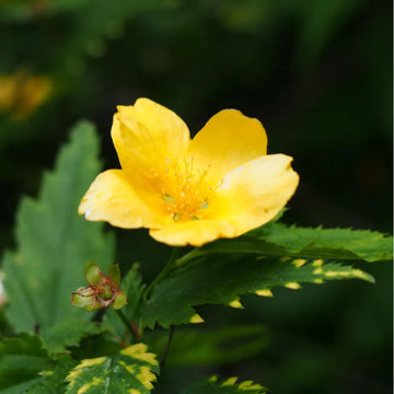 Kerria Japonica Blumensamen zur Aussaat – Landhaus Garten wichtig Traditionssorte & ohne Gentechnik Samen Hausgarten